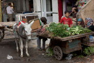 Vegetable stall / Family selling vegetables next to a donkey & cart in Islamic Cairo