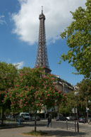 Trees in Bloom / Trees in bloom in front of the Eiffel Tower