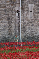 Tom Piper arranging poppies / In celebration of the 100 years stince the start of World War I, ceramic artist Paul Cummins, with setting by stage designer Tom Piper, have started the installation of 