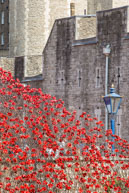 Poppies & Lamp post / In celebration of the 100 years stince the start of World War I, ceramic artist Paul Cummins, with setting by stage designer Tom Piper, have started the installation of 