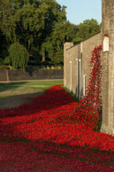 Cascading poppies / In celebration of the 100 years stince the start of World War I, ceramic artist Paul Cummins, with setting by stage designer Tom Piper, have started the installation of 