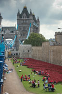 Planting poppies by Tower Bridge / In celebration of the 100 years stince the start of World War I, ceramic artist Paul Cummins, with setting by stage designer Tom Piper, have started the installation of 