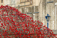 Arch of ceramic poppies / In celebration of the 100 years stince the start of World War I, ceramic artist Paul Cummins, with setting by stage designer Tom Piper, have started the installation of 