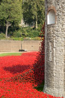 Poppies in bright sunlight / In celebration of the 100 years stince the start of World War I, ceramic artist Paul Cummins, with setting by stage designer Tom Piper, have started the installation of 