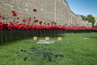 Poppy stems / In celebration of the 100 years stince the start of World War I, ceramic artist Paul Cummins, with setting by stage designer Tom Piper, have started the installation of 