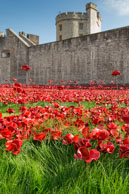Growing grass amongst the poppies / In celebration of the 100 years stince the start of World War I, ceramic artist Paul Cummins, with setting by stage designer Tom Piper, have started the installation of 