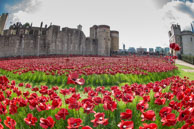Poppies by the Tower of London entrance / In celebration of the 100 years stince the start of World War I, ceramic artist Paul Cummins, with setting by stage designer Tom Piper, have started the installation of 