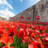 Grass growing through the poppies / In celebration of the 100 years stince the start of World War I, ceramic artist Paul Cummins, with setting by stage designer Tom Piper, have started the installation of 
