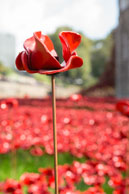 Single Ceramic Poppy / In celebration of the 100 years stince the start of World War I, ceramic artist Paul Cummins, with setting by stage designer Tom Piper, have started the installation of 