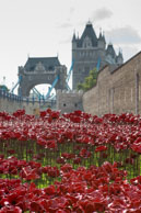 Sea of poppies by Tower Bridge / In celebration of the 100 years stince the start of World War I, ceramic artist Paul Cummins, with setting by stage designer Tom Piper, have started the installation of 