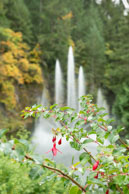 Flowers & Fountain / During the Fall in the beautiful Butchart Gardens, near Victoria, British Columbia, Canada