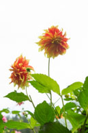 Two Dahlias / During the Fall in the beautiful Butchart Gardens, near Victoria, British Columbia, Canada