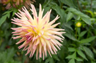 Pink & Yellow Dahlia / During the Fall in the beautiful Butchart Gardens, near Victoria, British Columbia, Canada