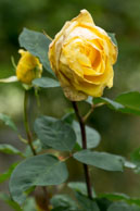 Yellow Rose / During the Fall in the beautiful Butchart Gardens, near Victoria, British Columbia, Canada