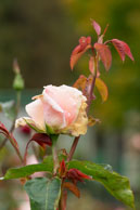 Pink Rose / During the Fall in the beautiful Butchart Gardens, near Victoria, British Columbia, Canada