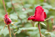 Red Roses nearing the end / During the Fall in the beautiful Butchart Gardens, near Victoria, British Columbia, Canada
