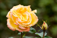 Pink tinted Yellow Rose & Bud / During the Fall in the beautiful Butchart Gardens, near Victoria, British Columbia, Canada