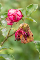 Dying Rose / During the Fall in the beautiful Butchart Gardens, near Victoria, British Columbia, Canada