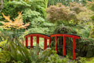 Japanese Bridge / During the Fall in the beautiful Butchart Gardens, near Victoria, British Columbia, Canada