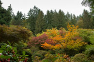 Fall Trees / During the Fall in the beautiful Butchart Gardens, near Victoria, British Columbia, Canada