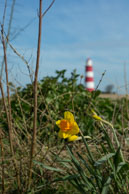 Daffodil & Lighthouse / Spring at Happisburgh Lighthouse