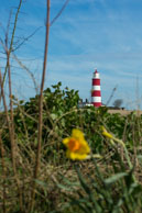 Lighthouse & Daffodil / Spring at Happisburgh Lighthouse