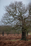 Richmond Park in Winter (#020) / January morning in Richmond Park, South-West London