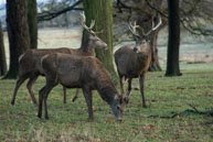 Richmond Park in Winter (#096) / January morning in Richmond Park, South-West London