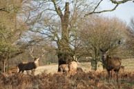 Richmond Park in Winter (#110) / January morning in Richmond Park, South-West London