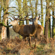 Richmond Park in Winter (#129) / January morning in Richmond Park, South-West London