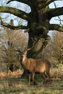 Richmond Park in Winter (#134) / January morning in Richmond Park, South-West London