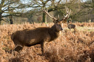 Richmond Park in Winter (#185) / January morning in Richmond Park, South-West London