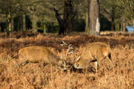 Richmond Park in Winter (#252) / January morning in Richmond Park, South-West London