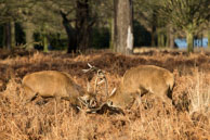 Richmond Park in Winter (#253) / January morning in Richmond Park, South-West London