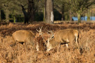 Richmond Park in Winter (#263) / January morning in Richmond Park, South-West London