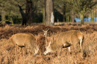 Richmond Park in Winter (#265) / January morning in Richmond Park, South-West London