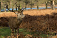 Richmond Park in Winter (#270) / January morning in Richmond Park, South-West London