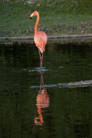 Flamingo and reflection / Wildlife & Wetlands Trust - Slimbridge