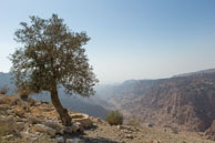 Tree at top of valley / Images from Dana, Jordan in early November 2013