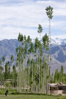 Woman working by tall trees / Woman working in the fields outside of Leh next to some very tall trees