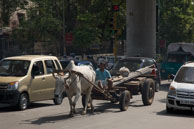 Ox & cart in Delhi / Ox & cart in the middle of traffic in Delhi