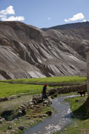 Woman & calf / Woman farming next to the Leh - Manali highway whilst being watched by a calf
