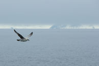 In flight / Glaucous gull flying along besie our zodiac along Billefjorden, Svalbard.