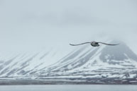 Gliding along / Glaucous gull flying along besie our zodiac along Billefjorden, Svalbard.