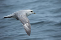 On the wing / Glaucous gull flying along besie our zodiac along Billefjorden, Svalbard.