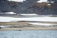 Mother followed by two cubs / Female polar bear being followed by her two cubs along the tundra at Vårsolbukta, Bellsund, Svalbard - believed to be WWF collared bear N23980.