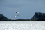 Two Arctic Terns / Two arctic terns flying and ready to dive near Vårsolbukta, Bellsund, Svalbard.