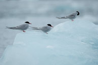 Line of three Arctic Terns / Three Arctic Terns lined up on an iceberg at Samarinvågen / Brepollen, Svalbard