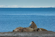 Walruses (5) / Walruses basking on the beach at Dolerittneset, Svalbard