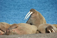 Walruses (3) / Walruses basking on the beach at Dolerittneset, Svalbard